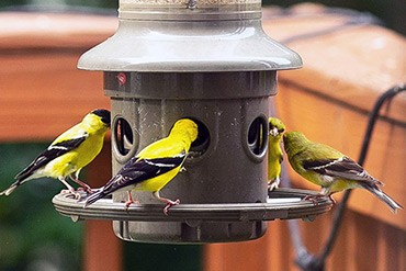 4 Goldfinches On Bird Feeder