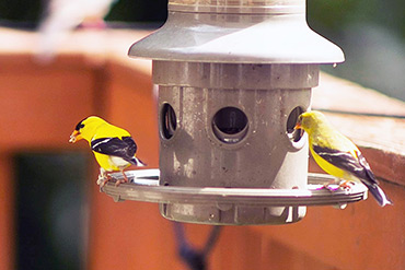 American Goldfinch Surveys While Eating