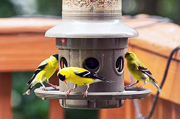 Group Of GoldFinches Eat