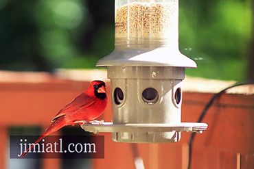 Northern Cardinal Ready To Eat