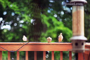 Mourning Doves Hanging Out