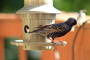 Starling Bird Shifts Weight