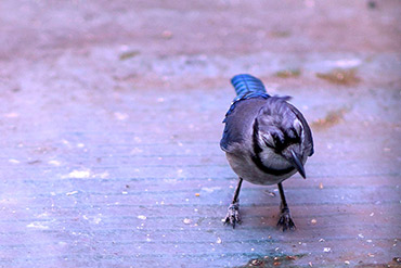 Blue Jay Inspects Environment