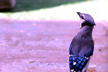 Beautiful Blue Jay Feathers