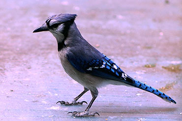 Blue Jay Profile Photo