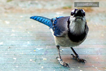 Blue Jay Screams