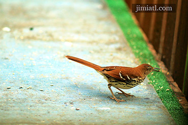 Brown Thrasher Finds Food