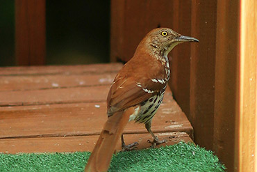 Brown Thrasher Staring