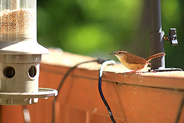 Carolina Wren Waits Turn