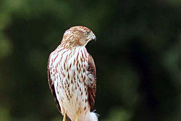 Cooper's Hawk Looks Backwards