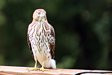 Cooper's Hawk Plans