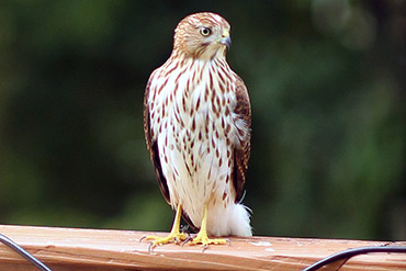 Cooper's Hawk Plots