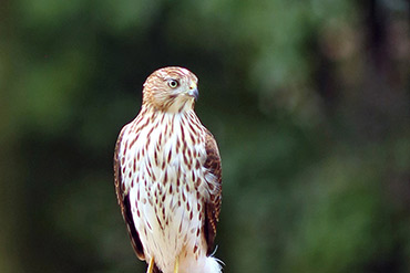 Cooper's Hawk Portrait