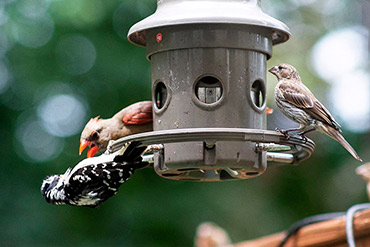 Downy Woodpecker dodges Cardinal