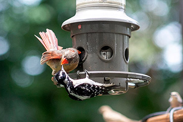 Woodpecker Holds Its Ground