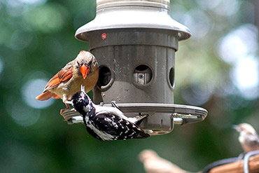 Female Cardinal Fights Woodpecker