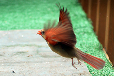 Female Cardinal Flys Away With Food