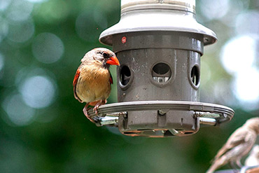 Female Cardinal Looks Around On Bird Feeder