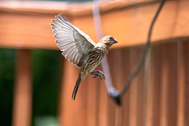 House Finch Mid Flight