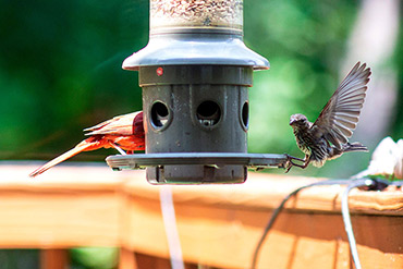 House Finch Lands