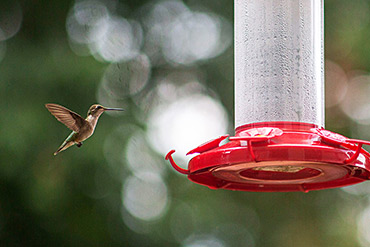 Hummingbird Approaches Feeder