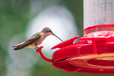 Hummingbird Drinks From Feeder