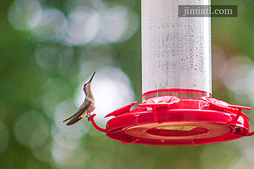 Hummingbird Observes