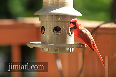 Male Cardinal Eats