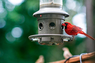 Red Cardinal Eats From Bird Feeder