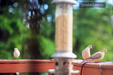 Mourning Doves See Action