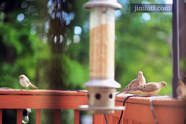 Mourning Doves Search Around