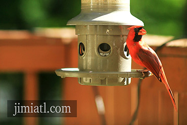 Northern Cardinal Looks Around