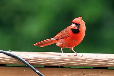 Male Cardinal Observes