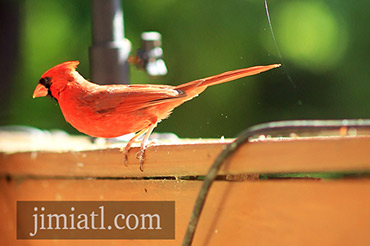 Male Cardinal Prepares To Hop