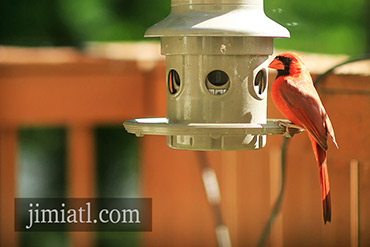 Nothern Cardinal Observes