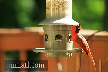 Male Cardinal Eats On Bird Feeder