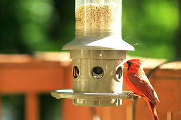 Northern Cardinal Wants More