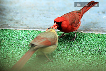 Male Cardinal Feeds Female Cardinal