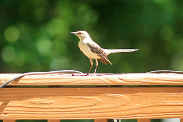 Northern Mockingbird Observes