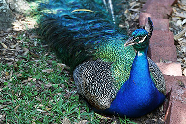 Peacock Stays Cool In Shade