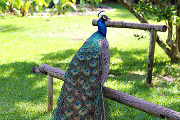 Beautiful Peacock Full Body Photo