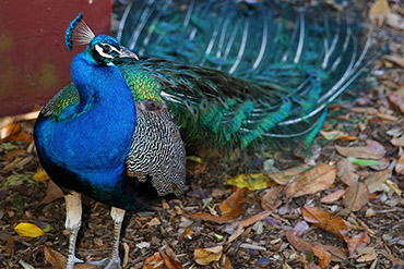 Peacock Looks Around