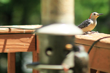 Woodpecker Eyes Bird Feeder