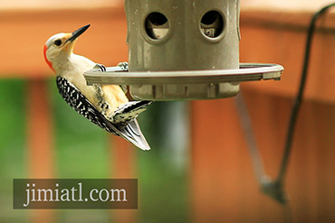 Red-Bellied Woodpecker On Bird Feeder