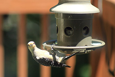 Red-Bellied Woodpecker Headshot