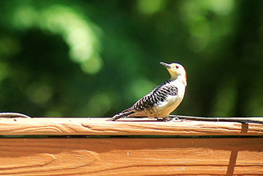 Red-Bellied Woodpecker Looks Back