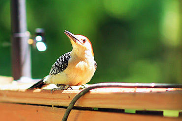 Red-Bellied Woodpecker In The Sun