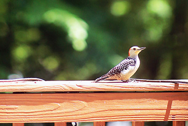 Red-bellied Woodpecker Observes