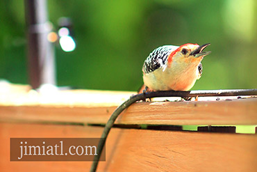 Loud Red-Bellied Woodpecker