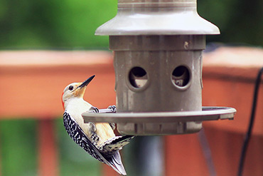 Hungry Red-Bellied Woodpecker